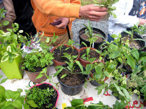 De nombreuses plantes à troquer