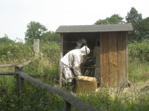 Installation des abeilles noires dans la ruche. 