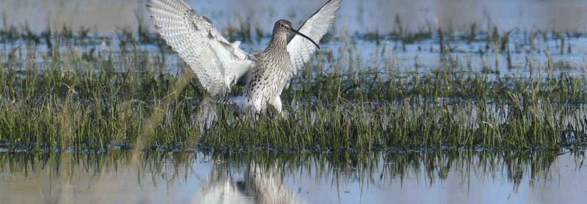 Sortie Ornithologique – Samedi 24 juin 2023